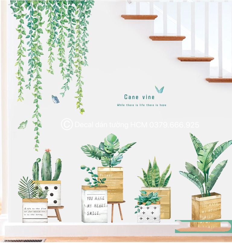 COMBO DÂY LEO XANH 2 CHẬU CÂY XƯƠNG RỒNG GỖ 1 